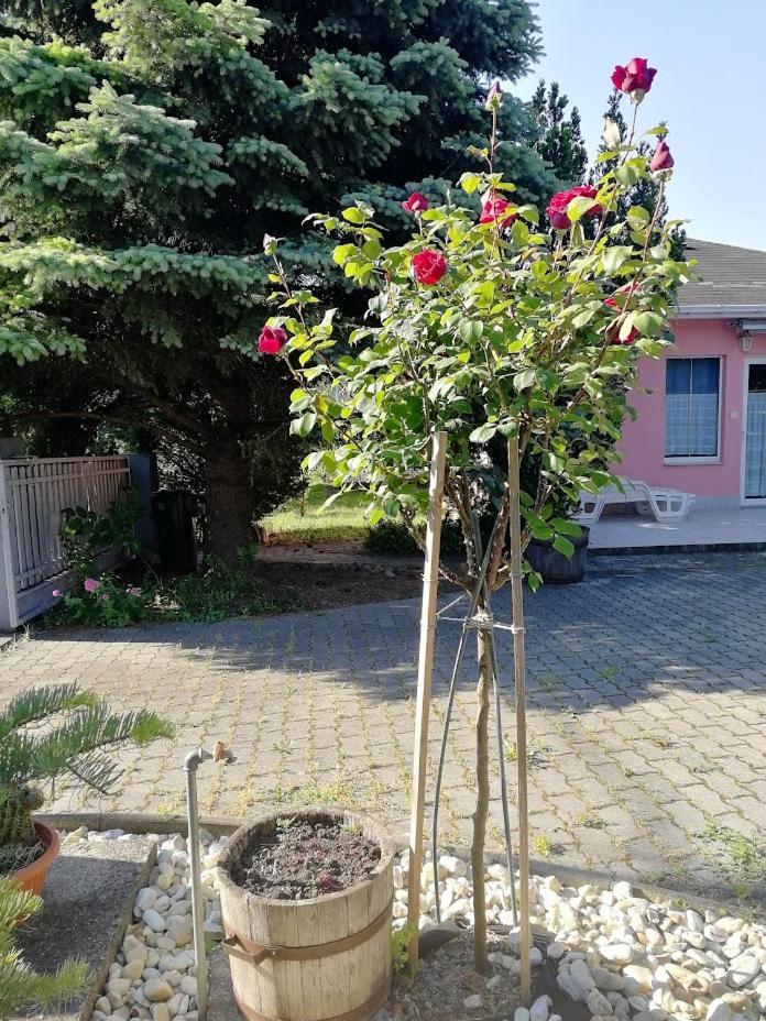 Feszek Apartmanhaz Vonyarcvashegy Ngoại thất bức ảnh